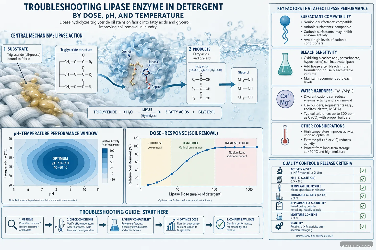 lipase enzyme in detergent process diagram showing oil breakdown, pH-temperature window, dose curve, and QC checkpoints